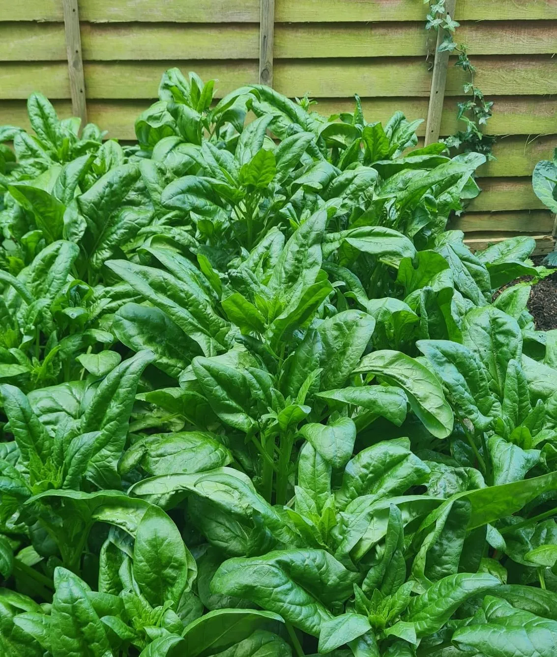 Our Vegetable Patch at Ferndale Nursing Home
